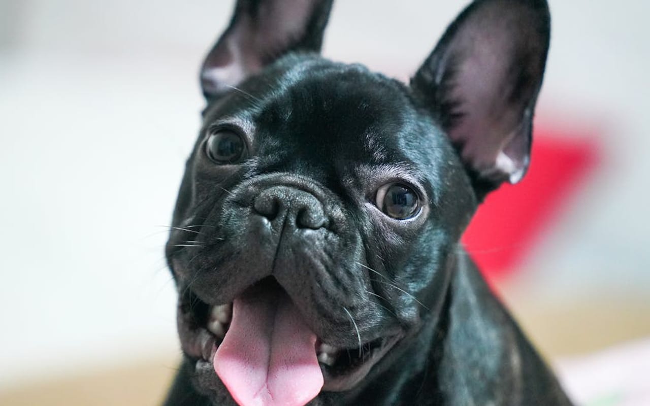 French Bulldog breed