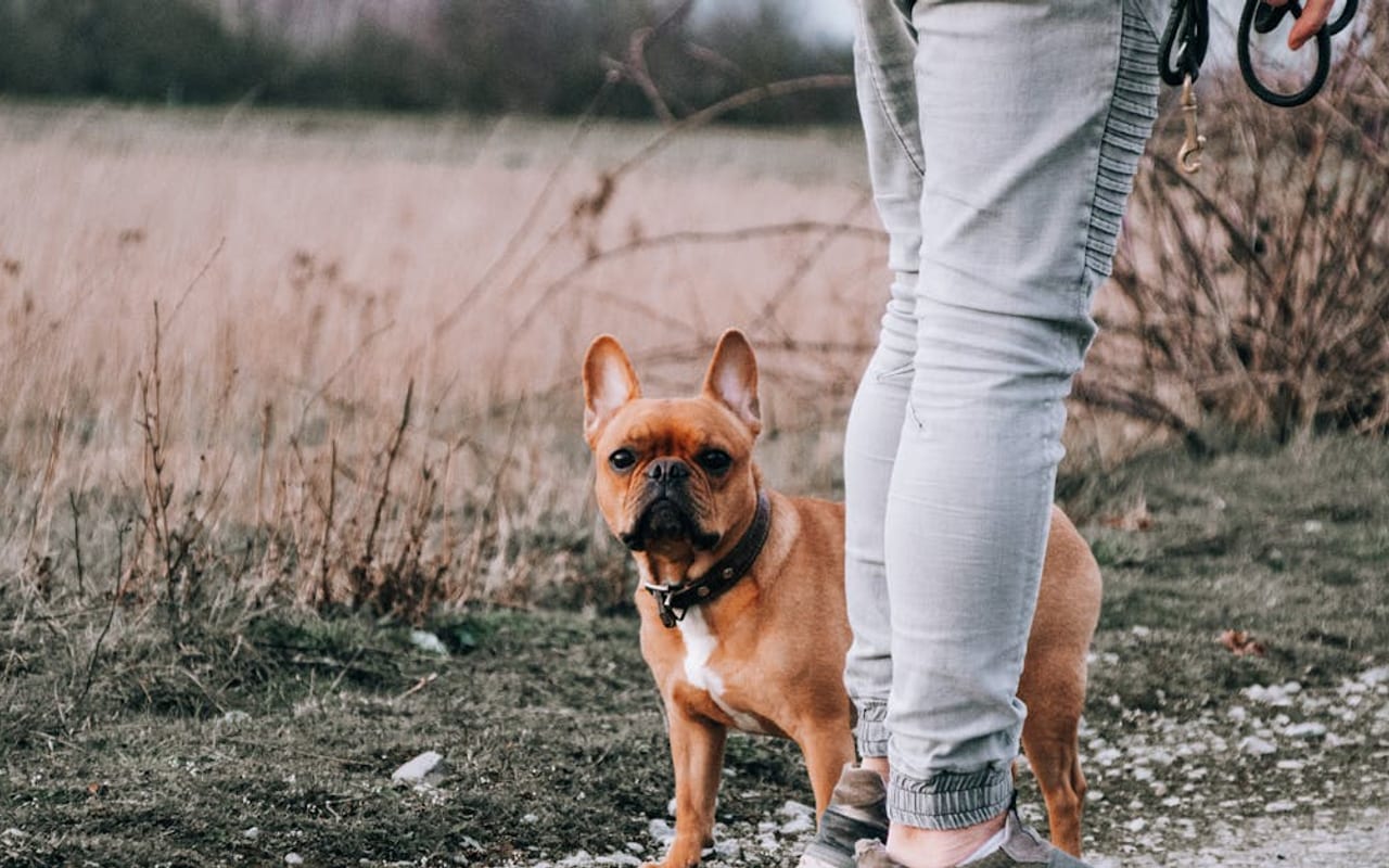 French Bulldog — gallery 4