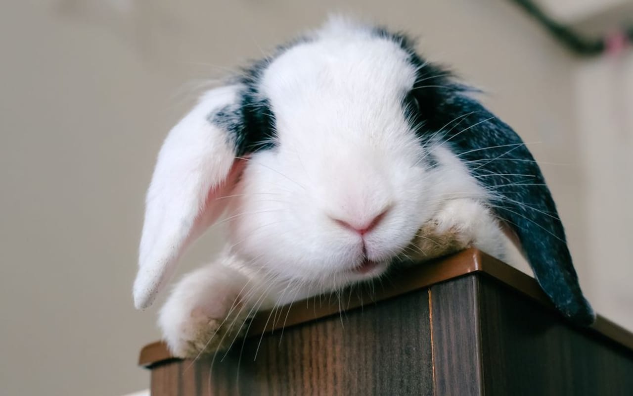 French Lop breed
