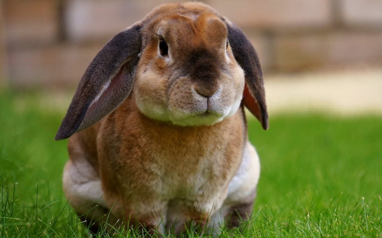 French Lop Care Guide