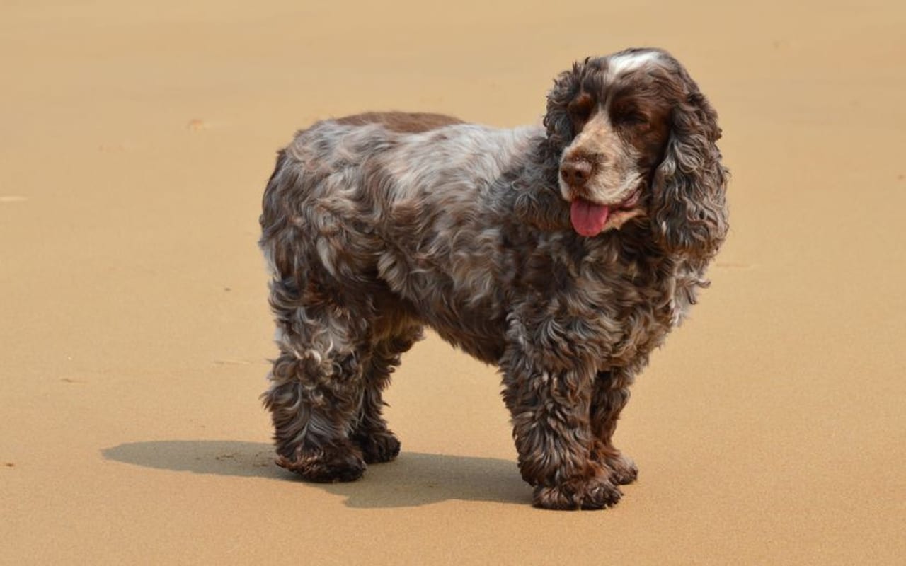 French Spaniel — gallery 4