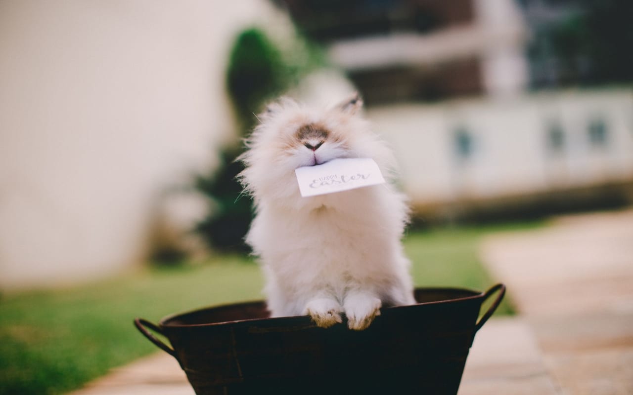 German Angora
