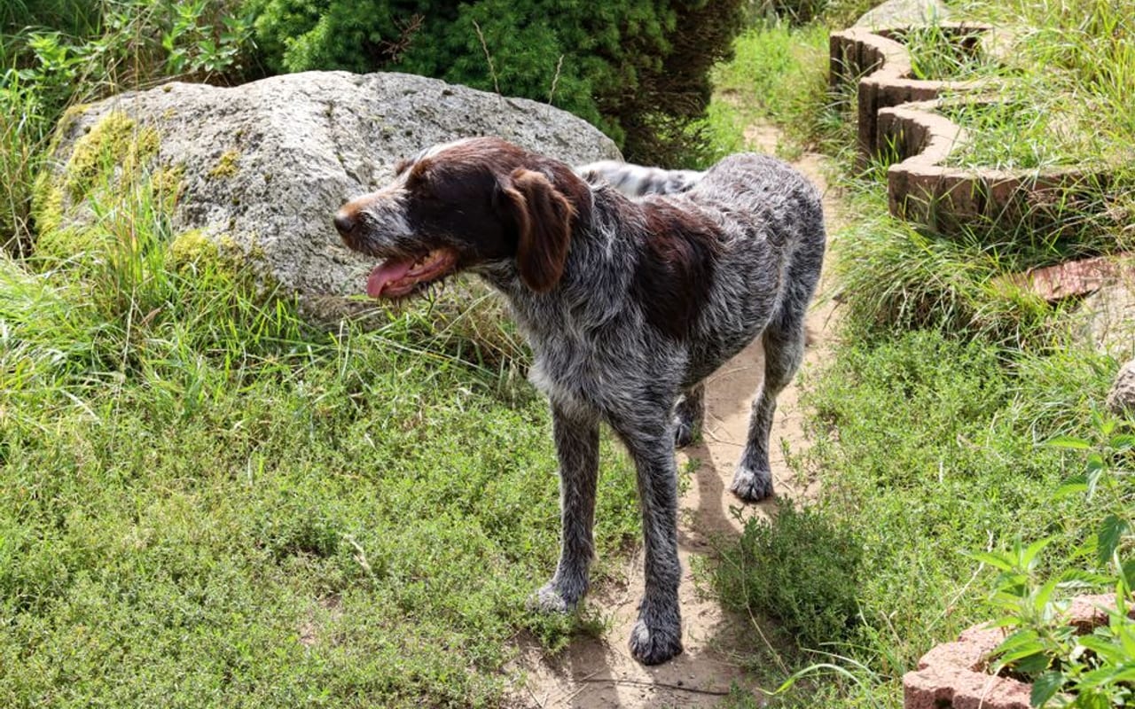 German Longhaired Pointer — gallery 4