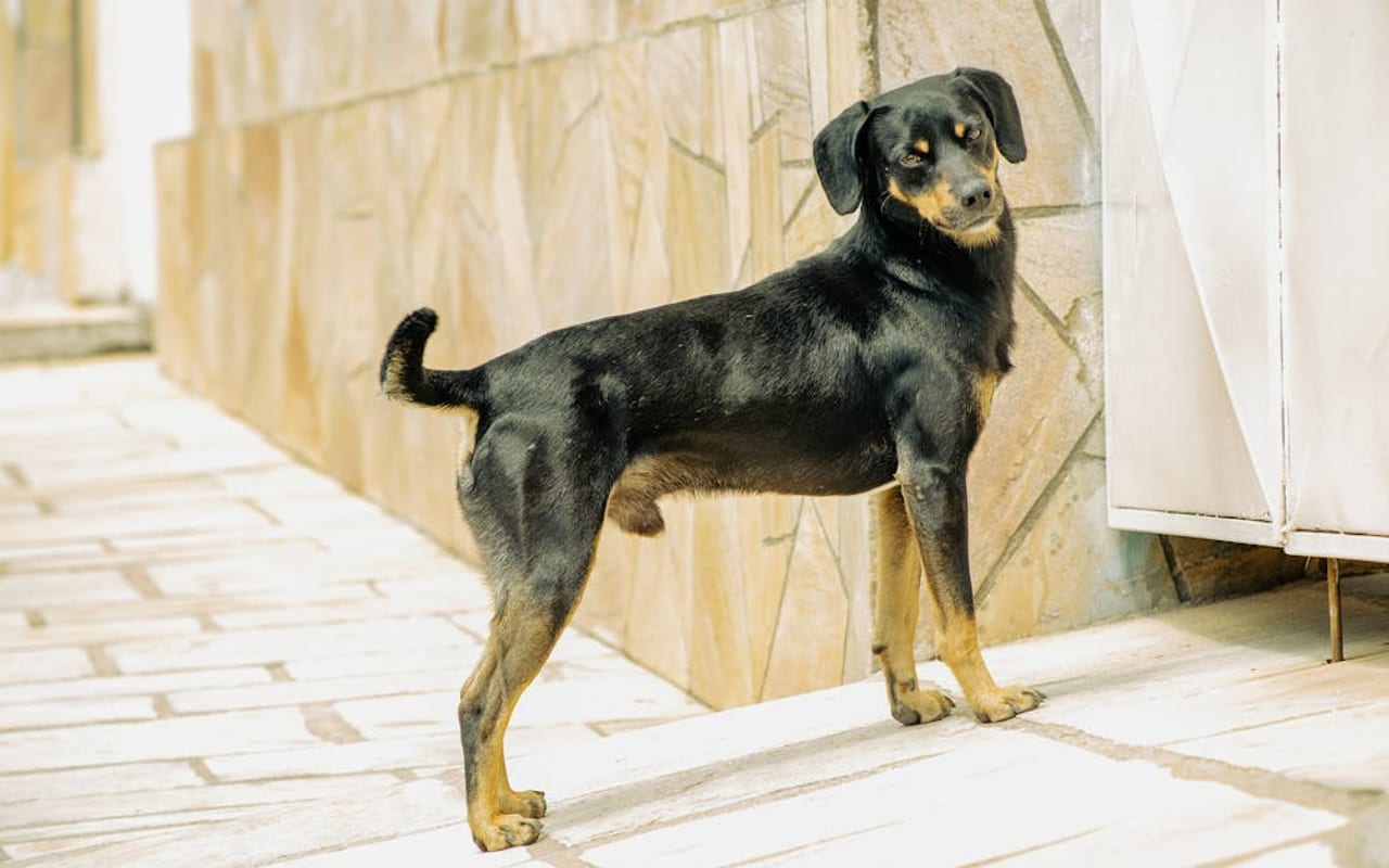 German Pinscher