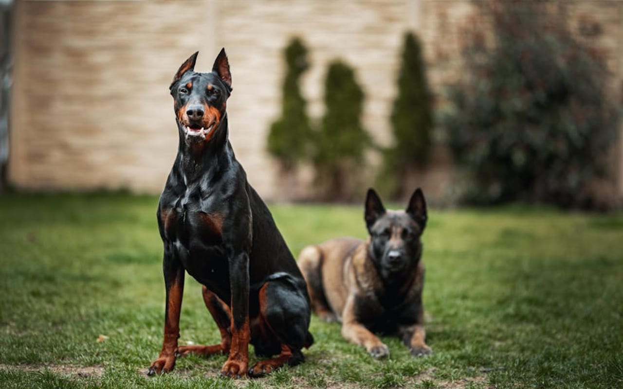 German Pinscher — gallery 4