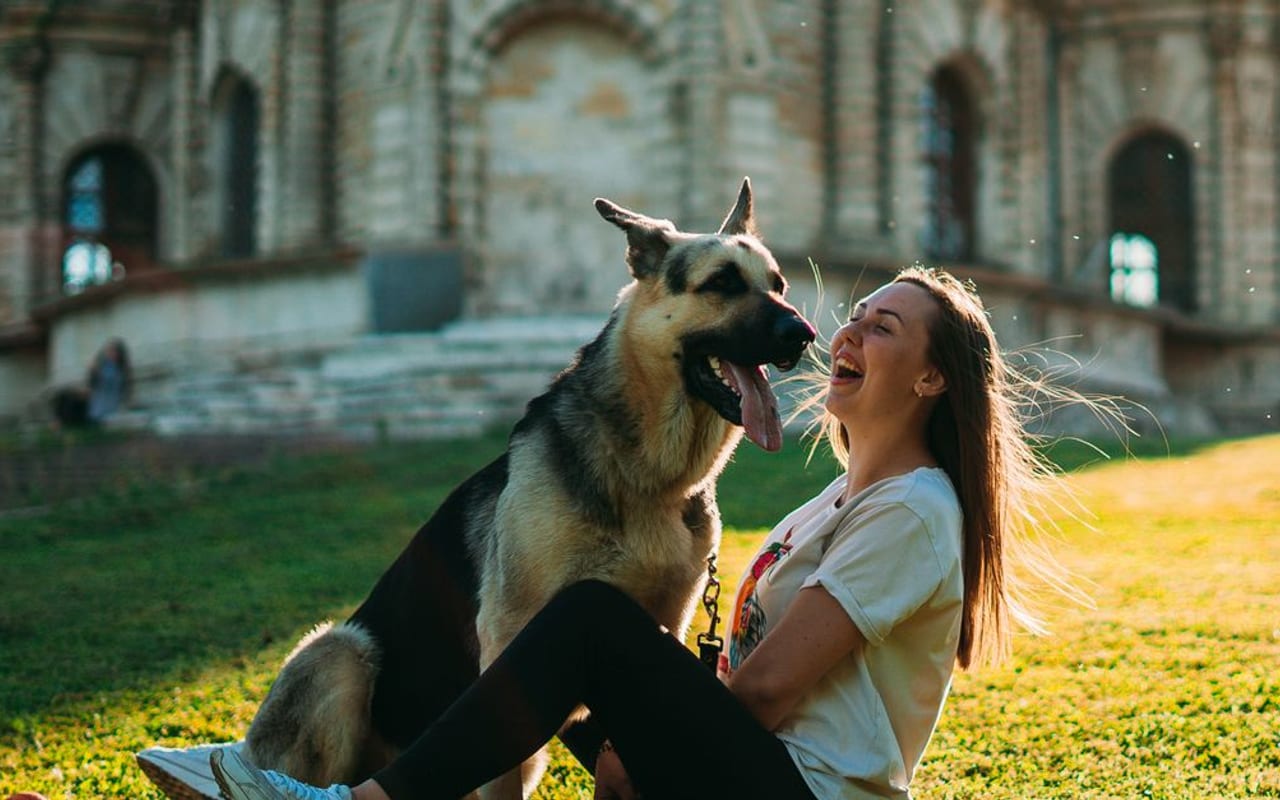 German Shepherd — German Shepherd — gallery 2