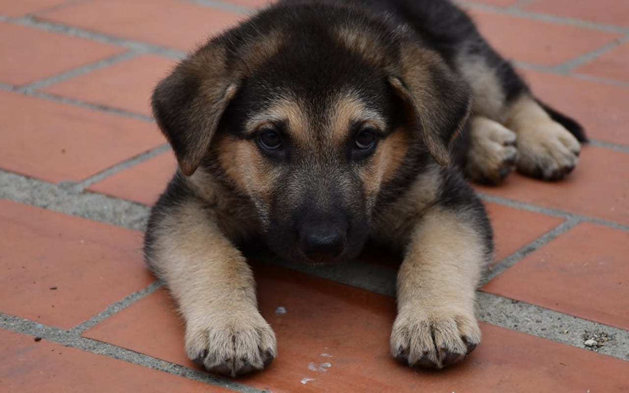 German Shepherd — German Shepherd — gallery 3