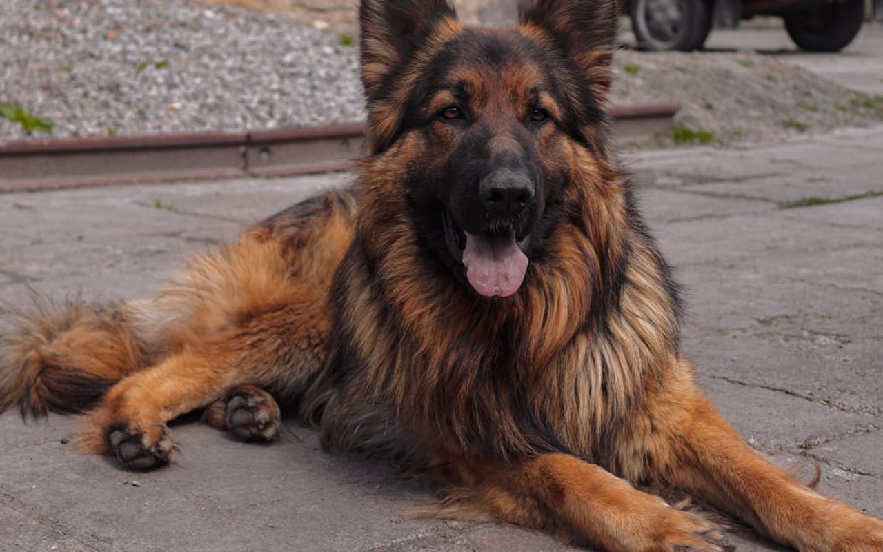 German Shepherd — German Shepherd — gallery 4