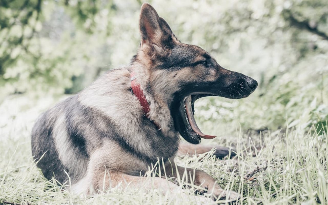 German Shepherd — German Shepherd — gallery 5