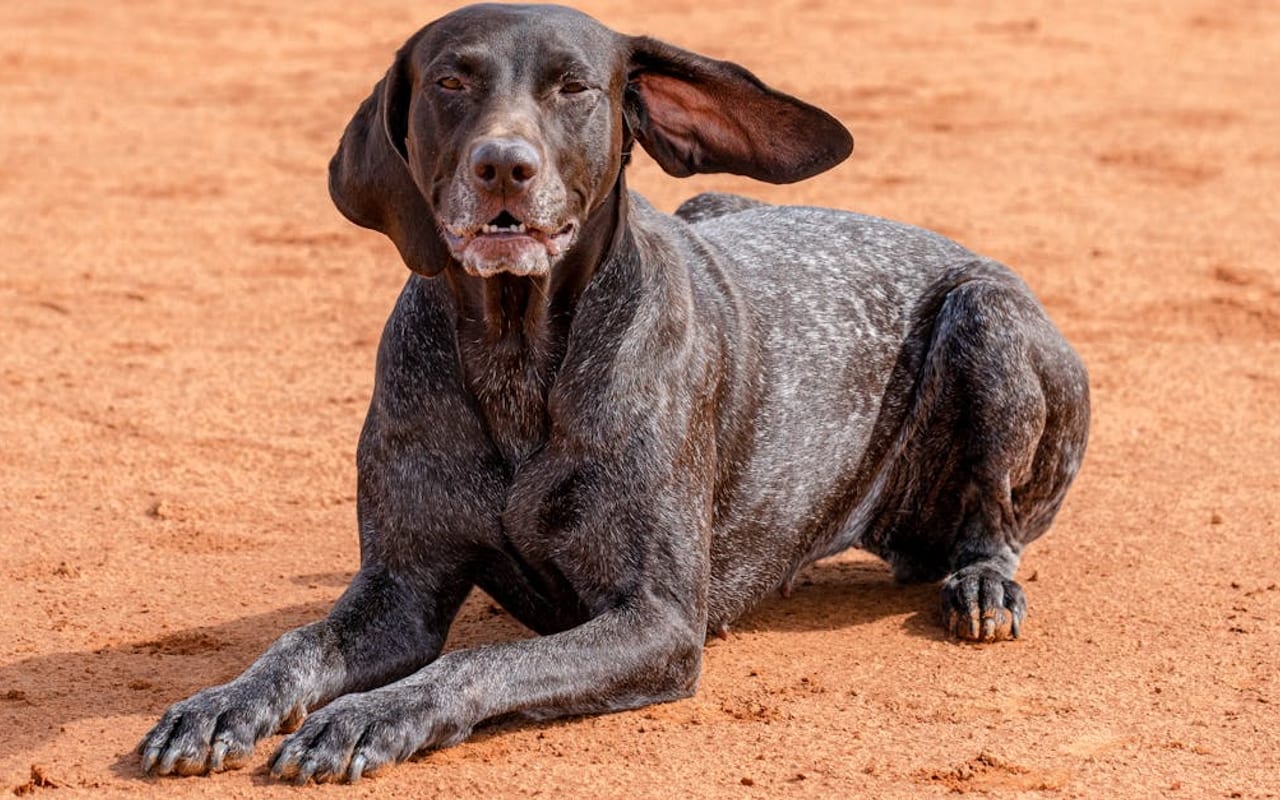 German Shorthaired Pointer