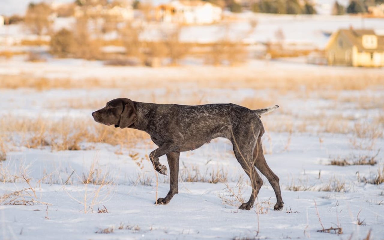 German Shorthaired Pointer — gallery 3