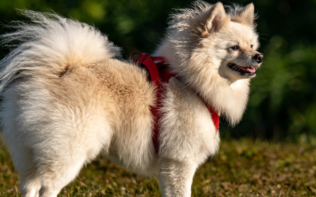 German Spitz dog breed portrait