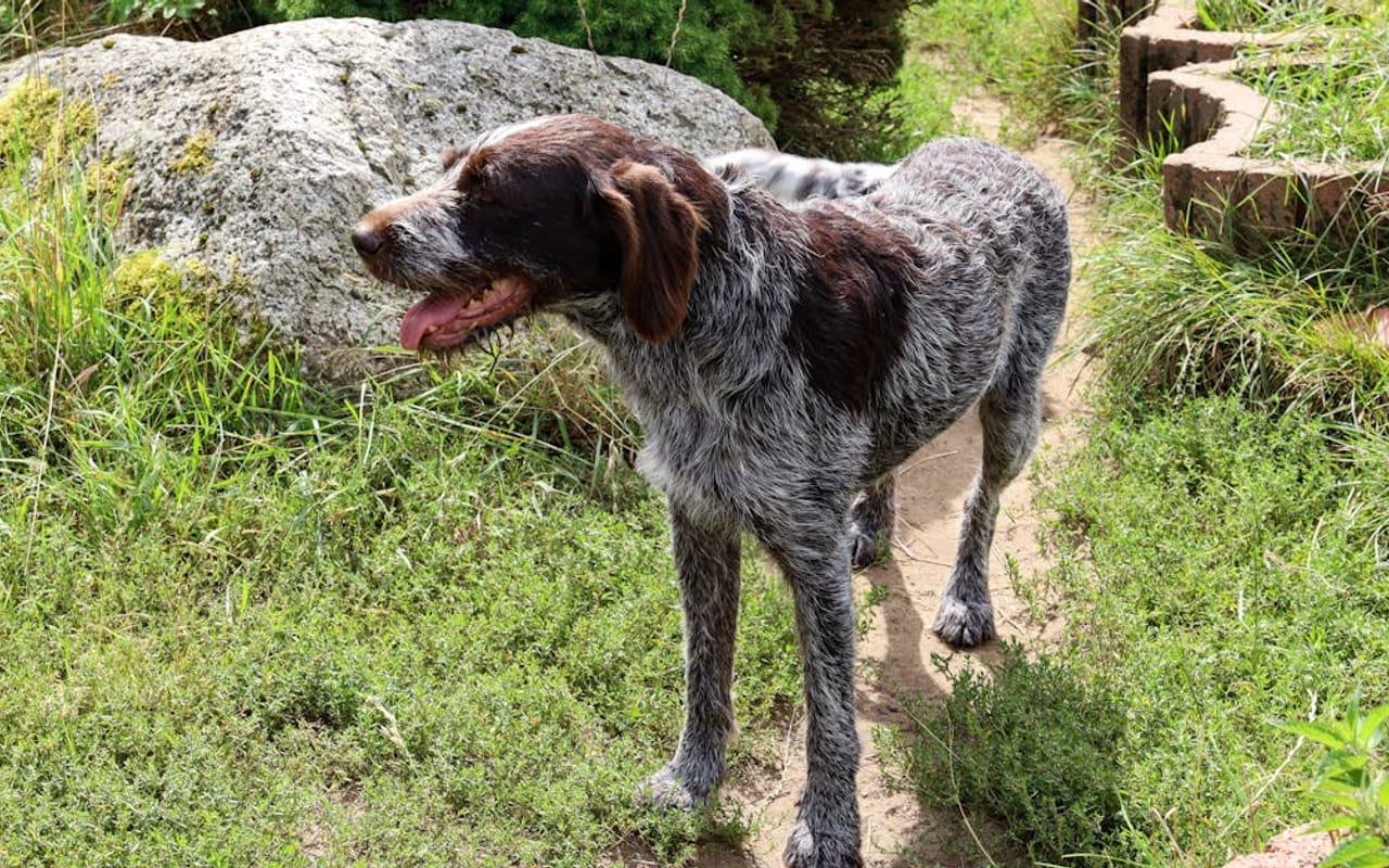 German Wirehaired Pointer