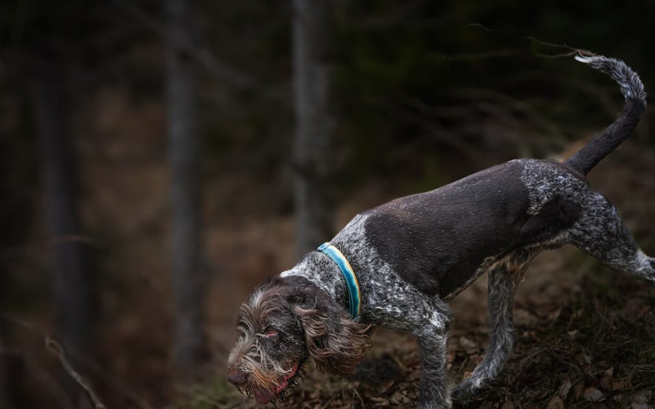 German Wirehaired Pointer — gallery 2