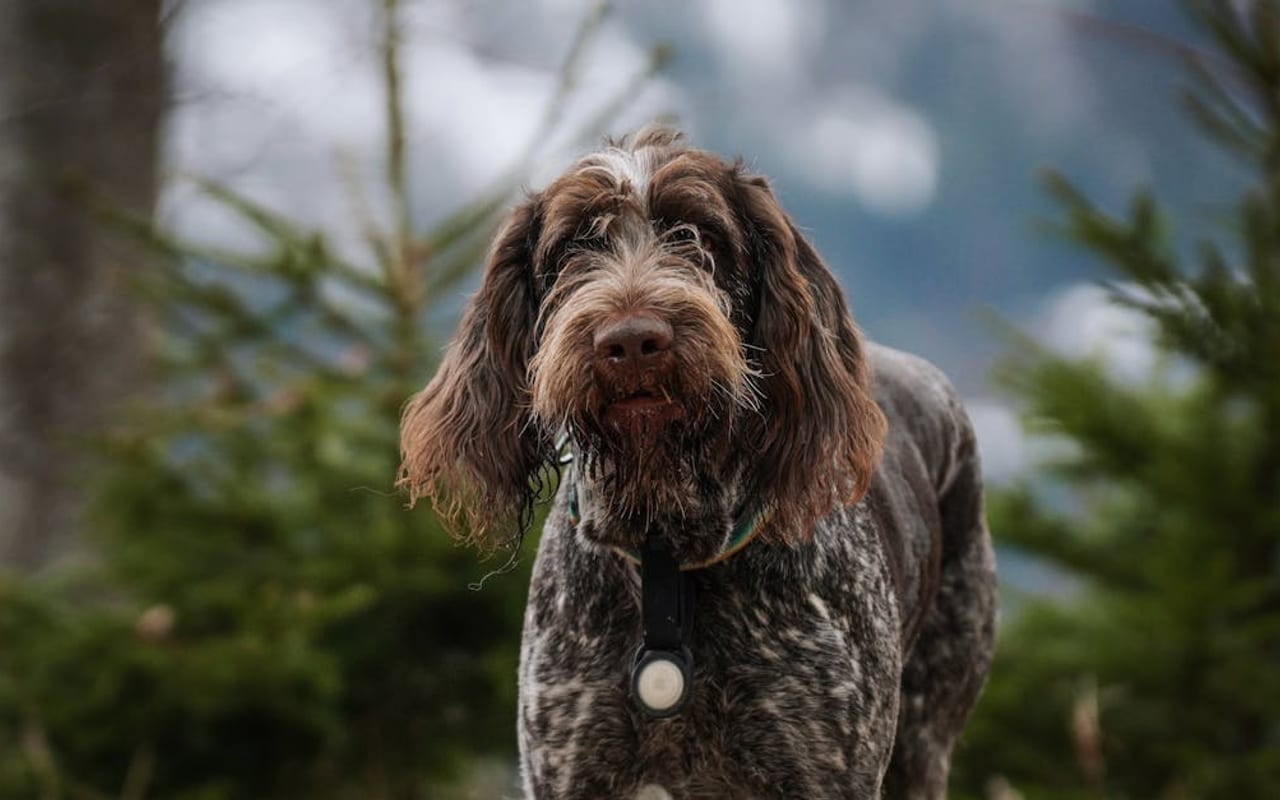 German Wirehaired Pointer — gallery 3