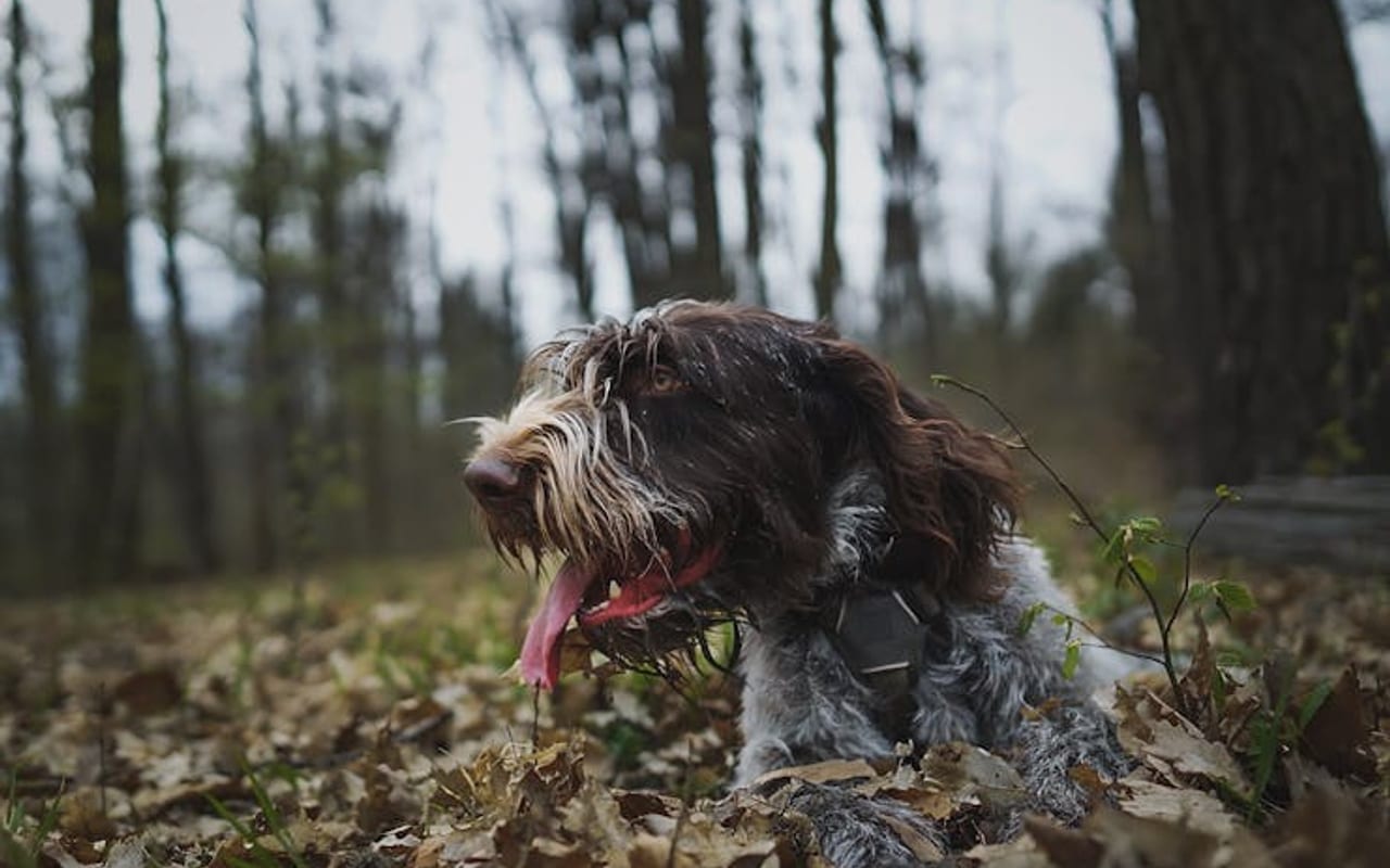 German Wirehaired Pointer — gallery 4