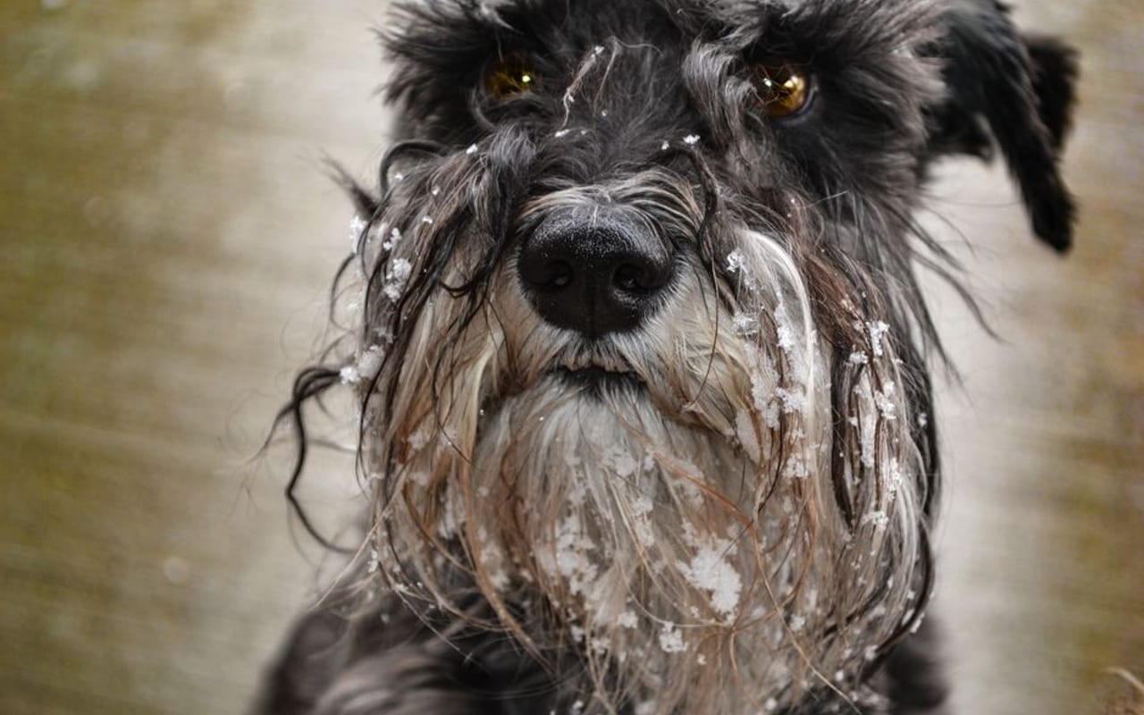 Giant Schnauzer — gallery 4