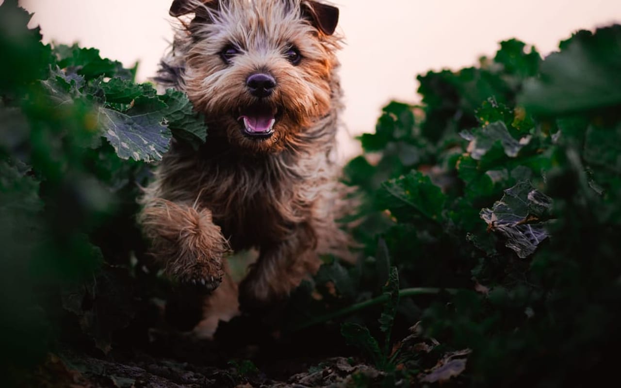 Glen of Imaal Terrier — gallery 3