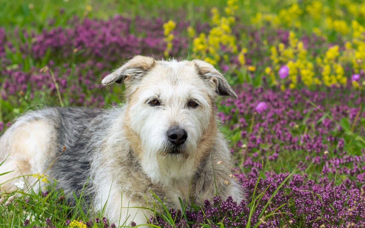 Glen of Imaal Terrier — gallery 4