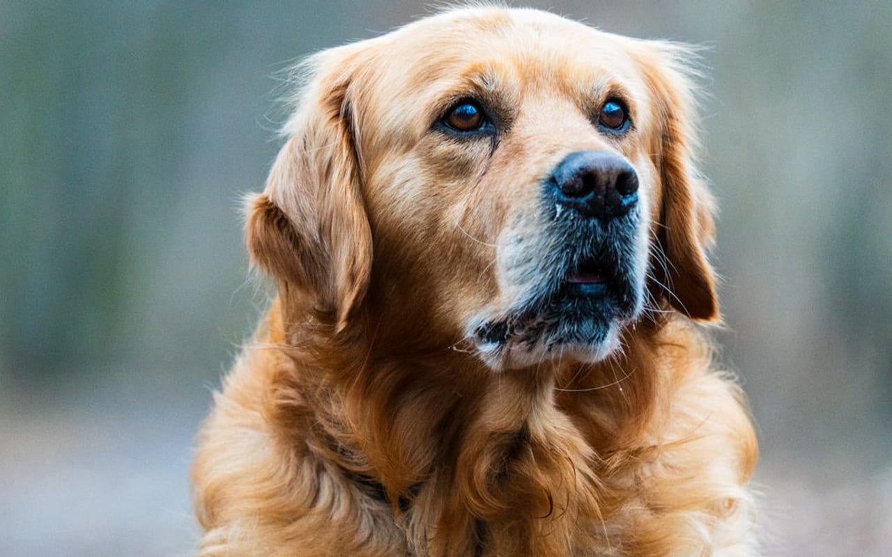 Golden Retriever breed