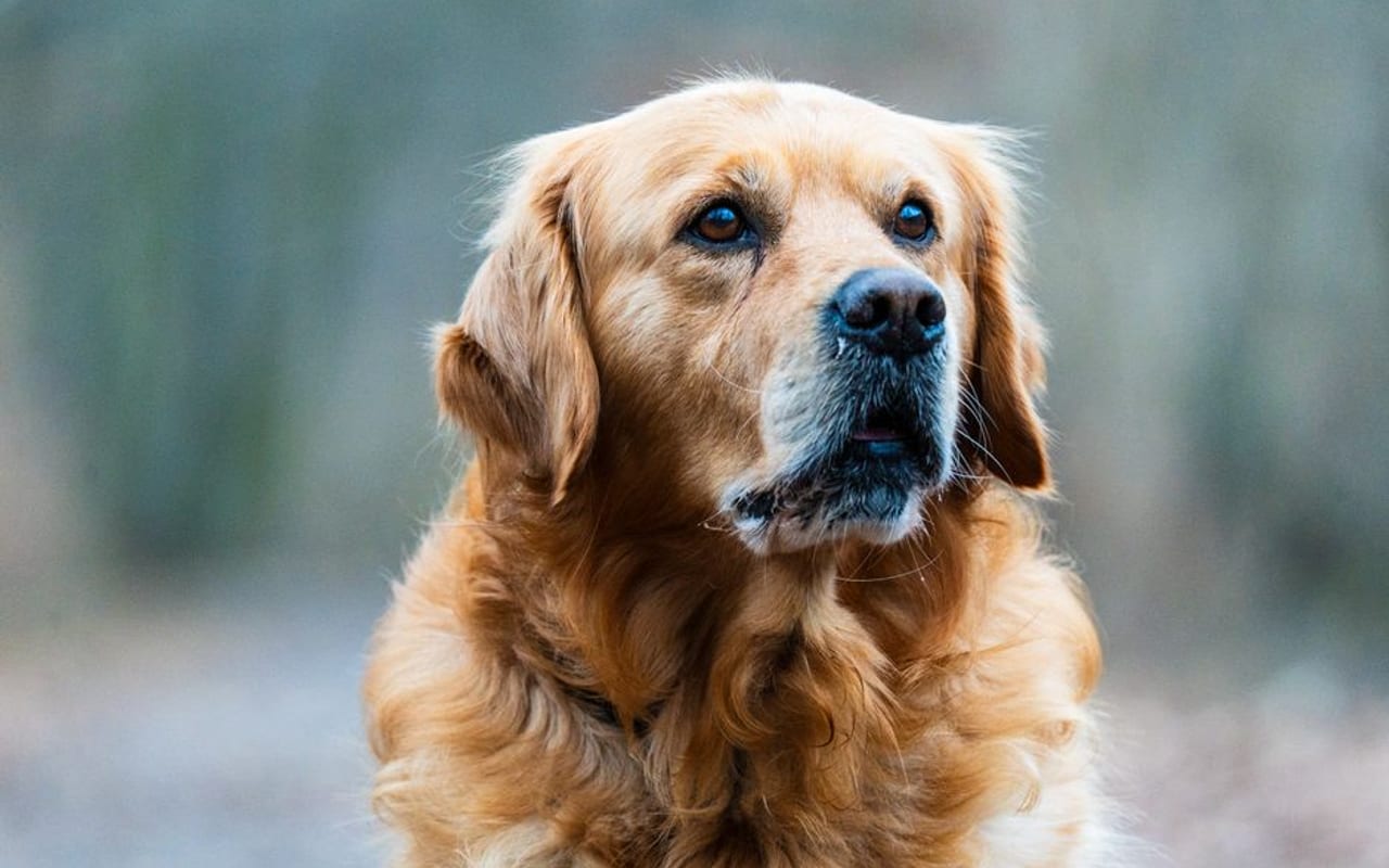 Golden Retriever — gallery 2