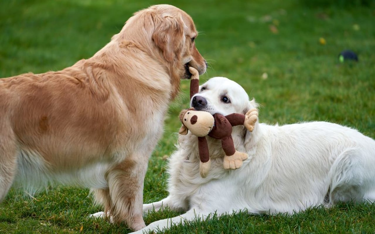 Golden Retriever — gallery 3