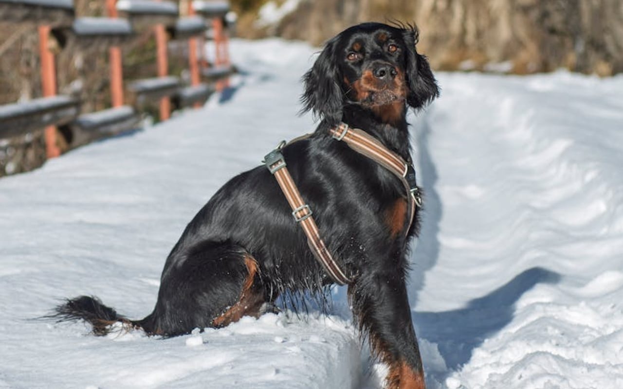 Gordon Setter — gallery 4