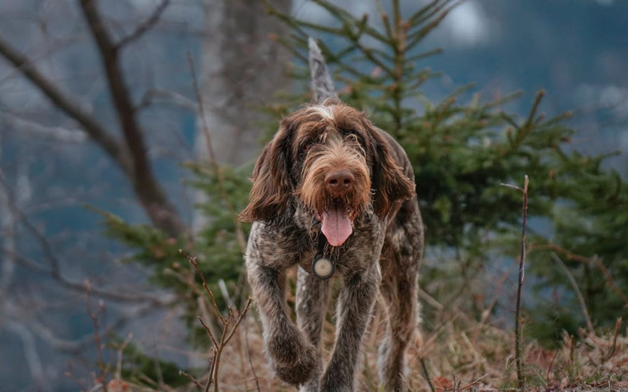 Grand Basset Griffon Vendéen — gallery 2