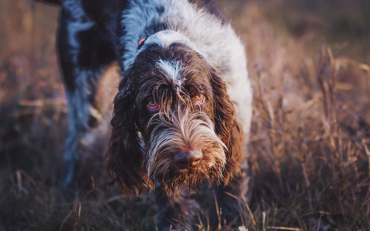 Grand Basset Griffon Vendéen — gallery 4