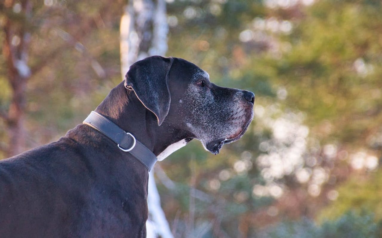 Great Dane