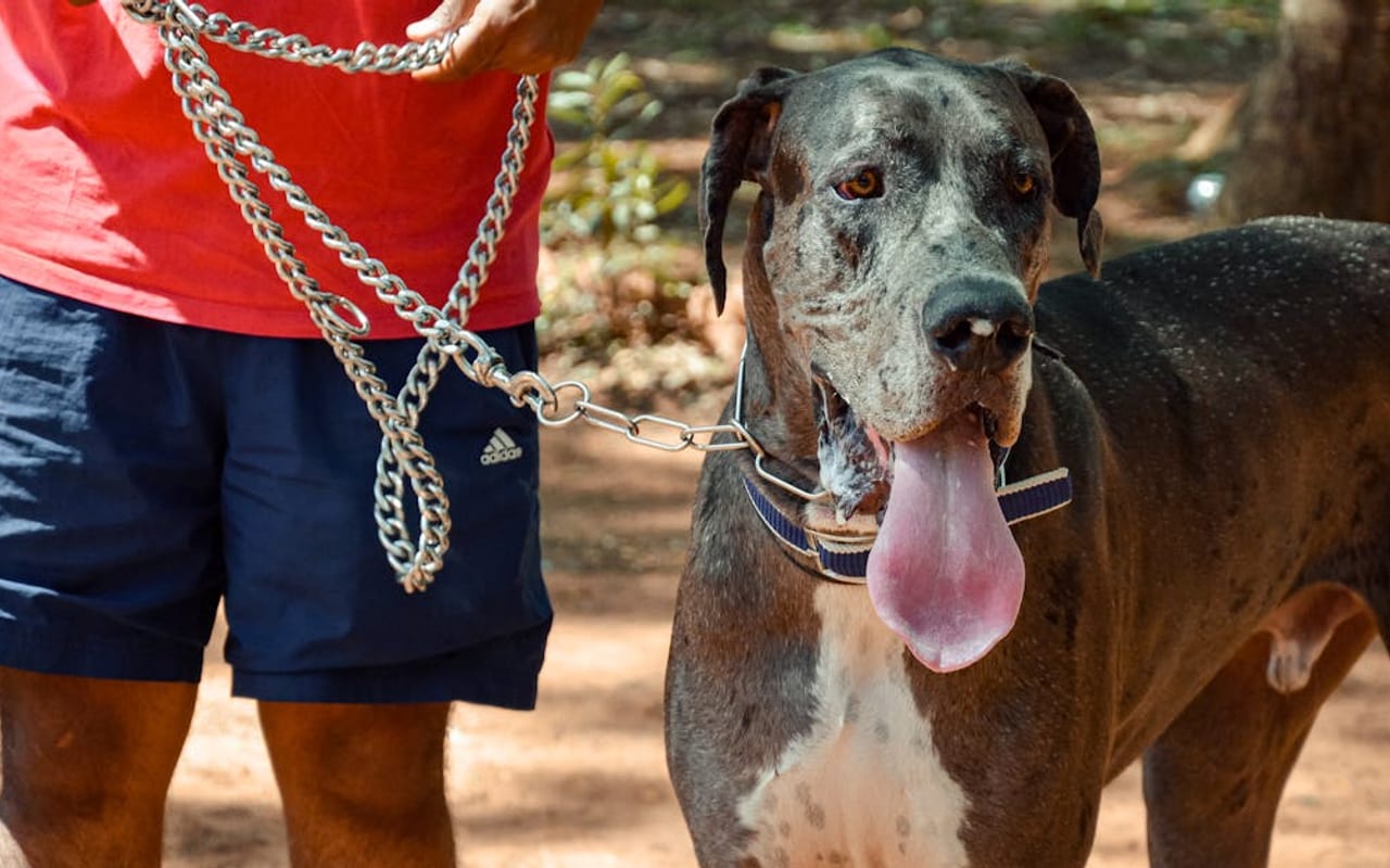 Great Dane — gallery 4