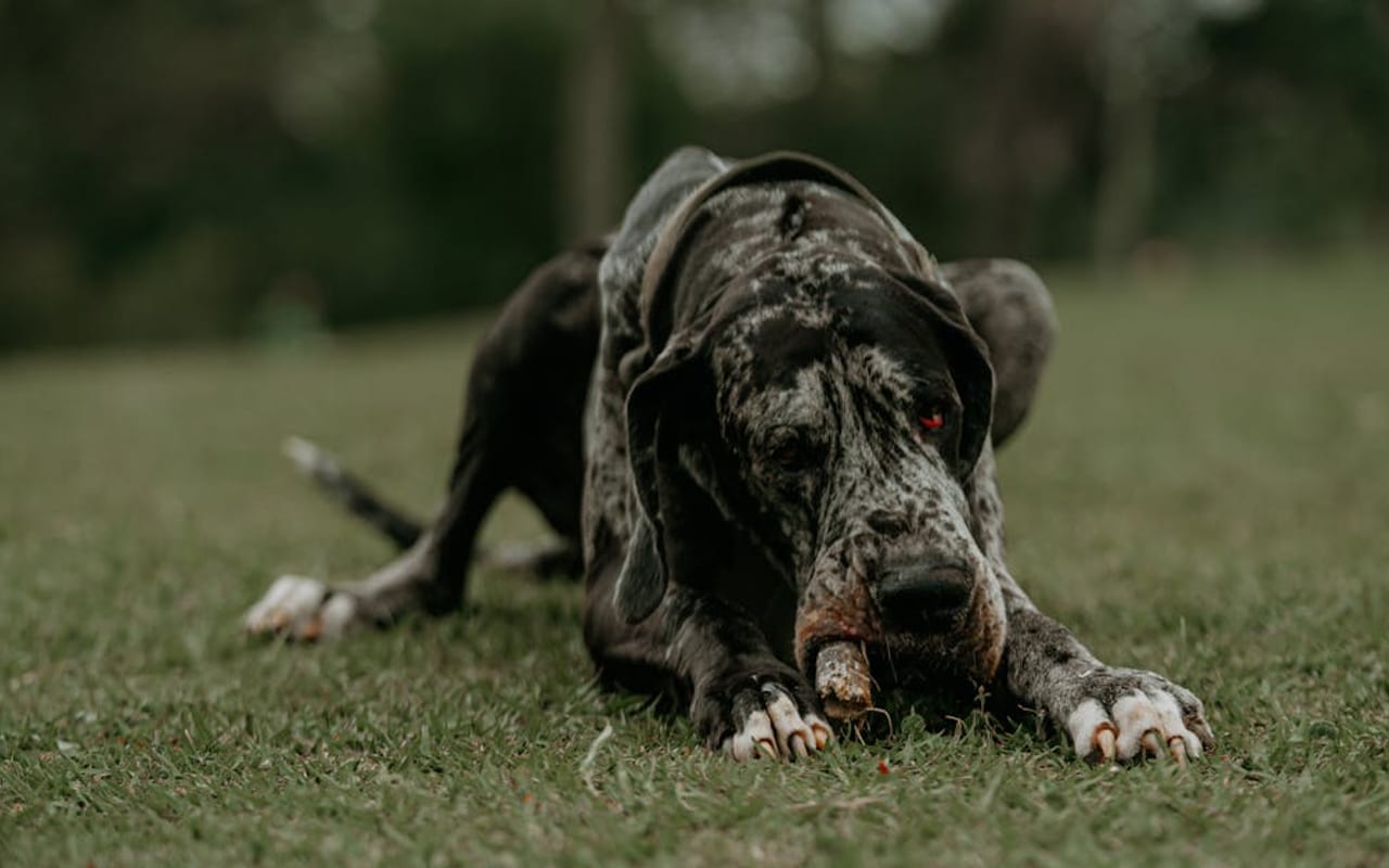 Great Dane — gallery 5