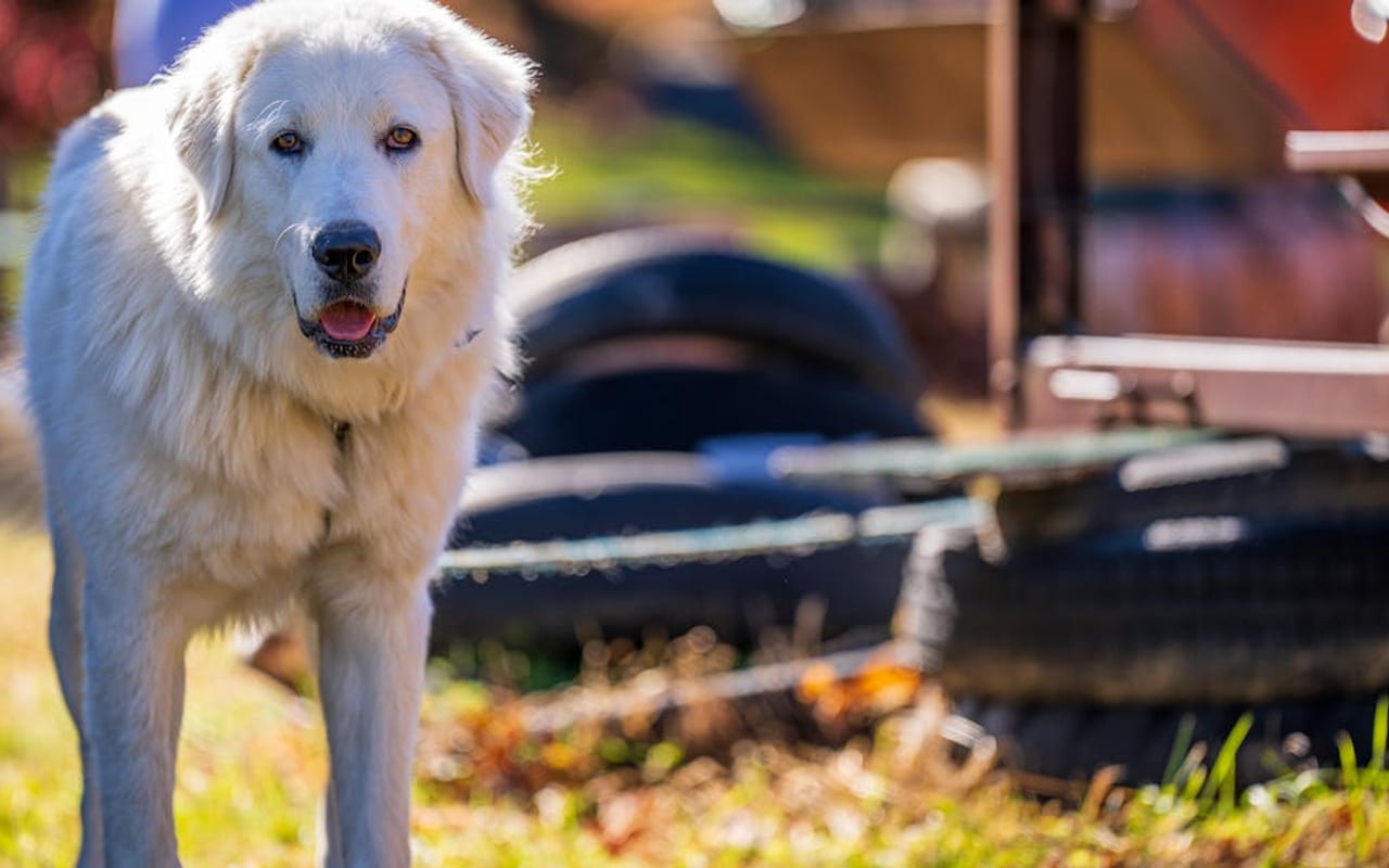 Great Pyrenees