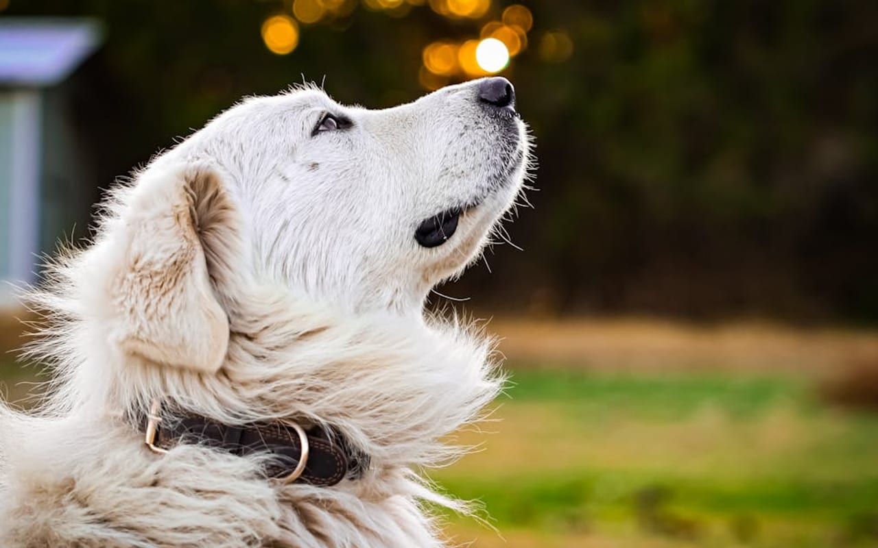 Great Pyrenees — gallery 2