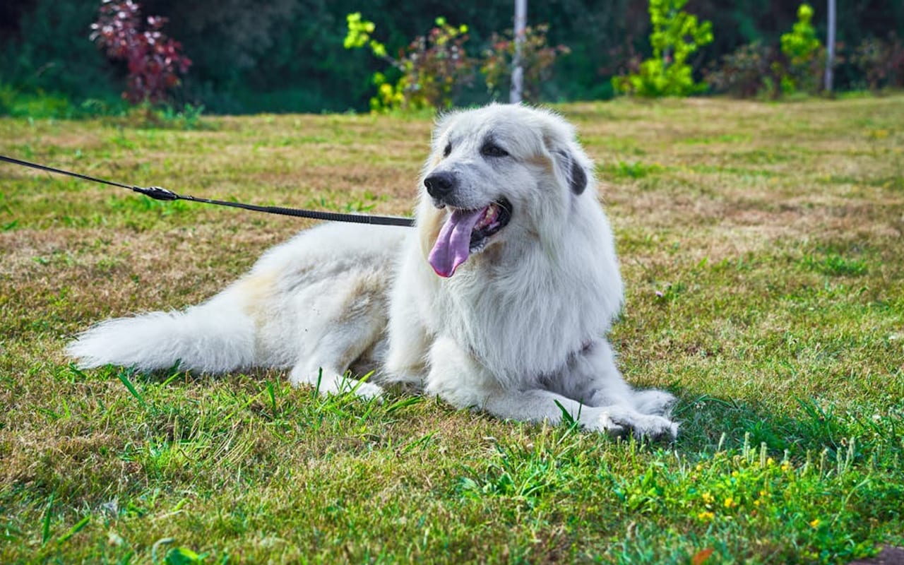Great Pyrenees — gallery 3