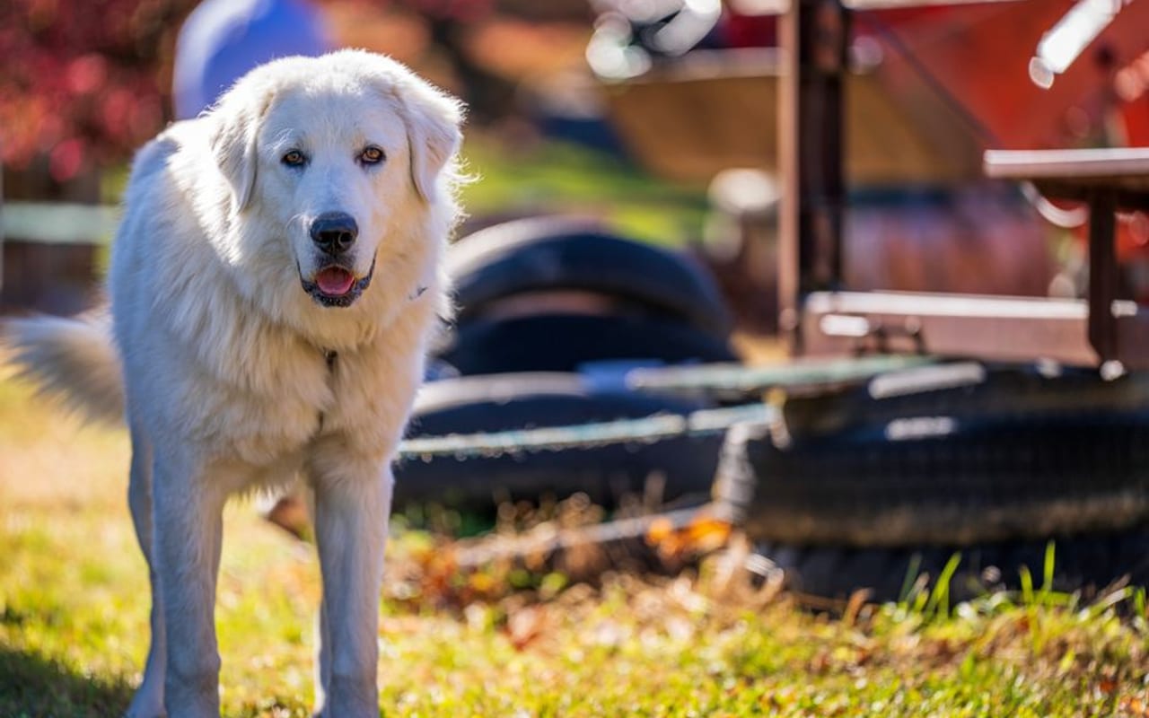 Great Pyrenees — gallery 4
