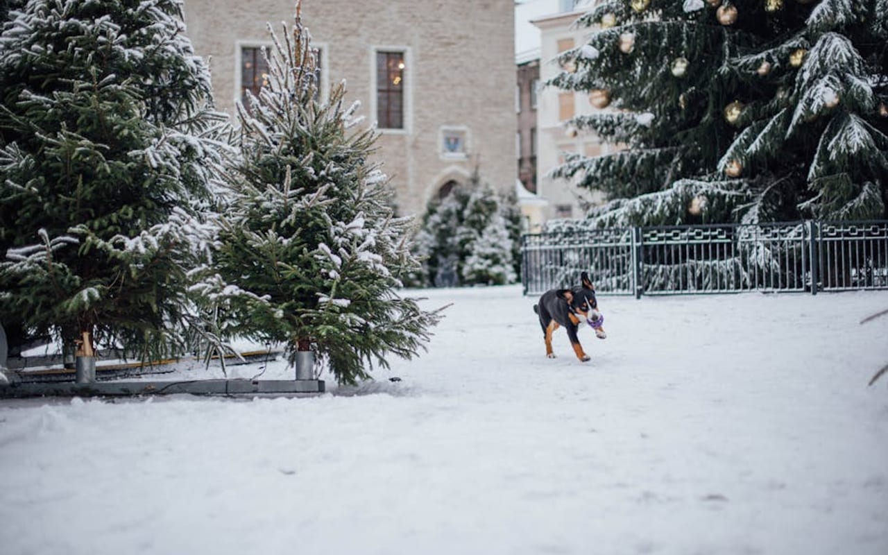 Greater Swiss Mountain Dog — gallery 4