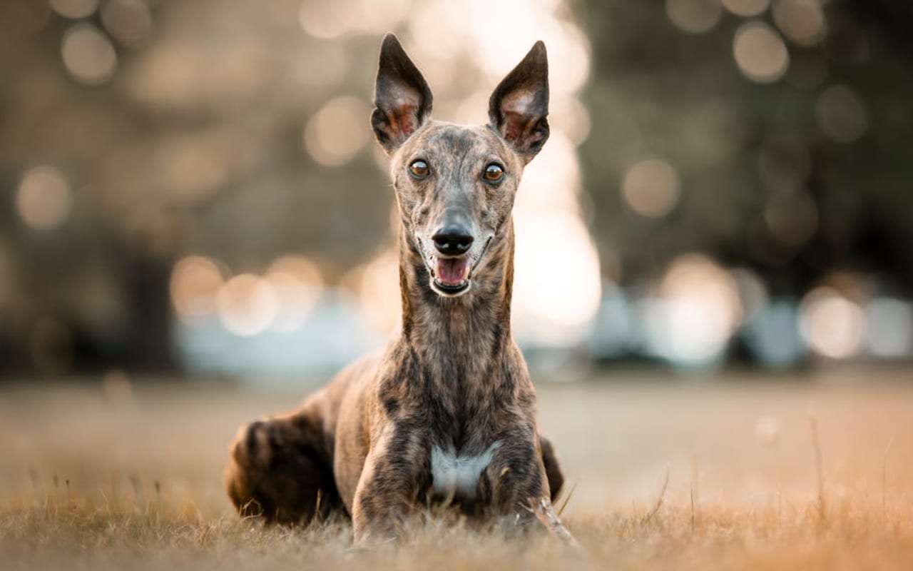 Greyhound dog breed portrait