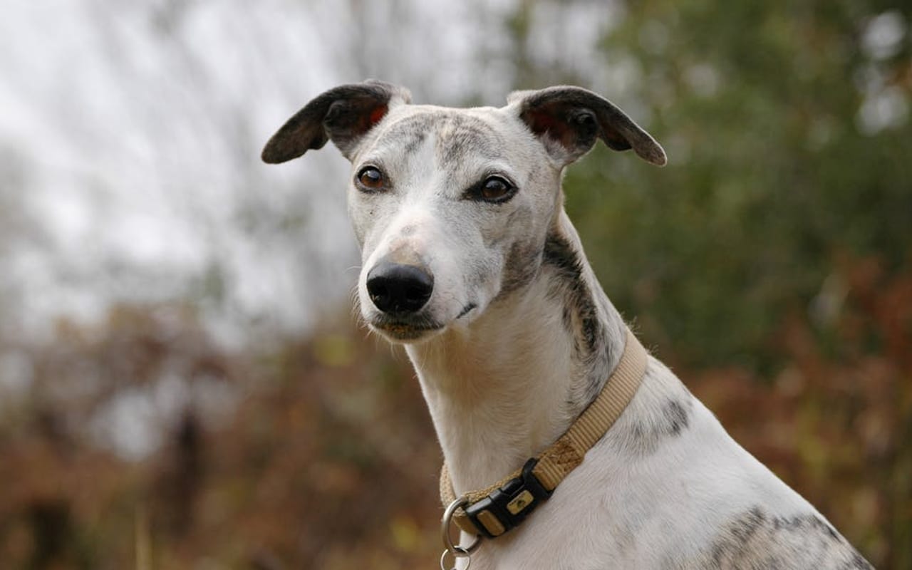 Greyhound — gallery 3