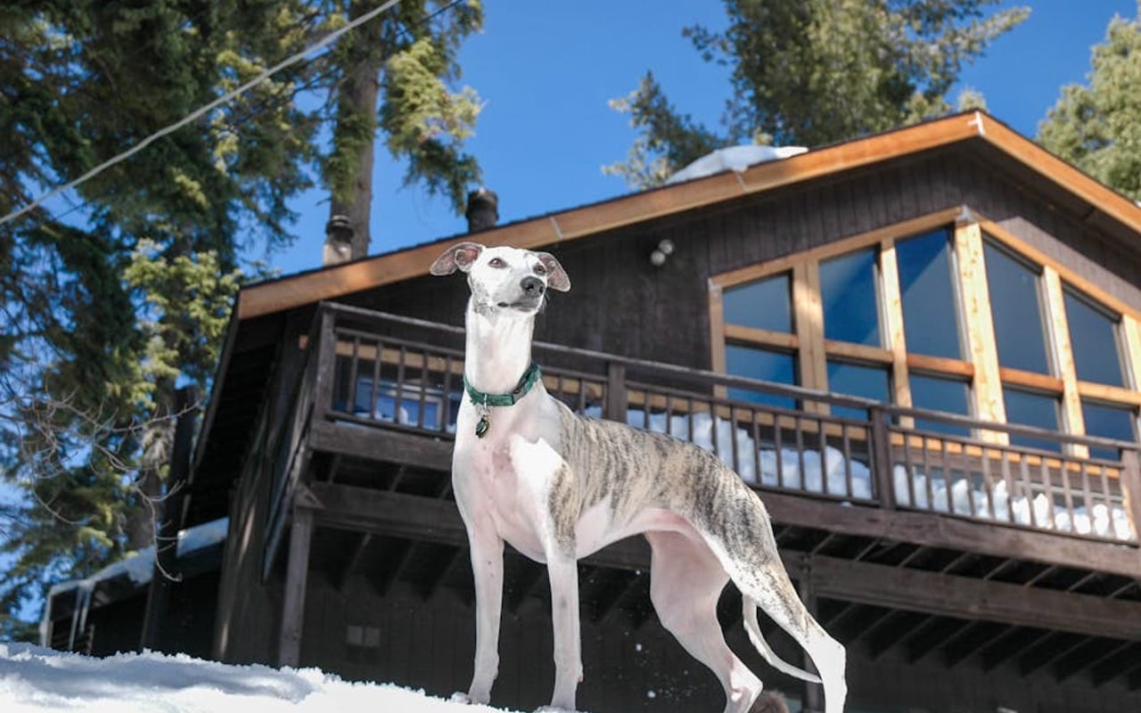 Greyhound — gallery 4