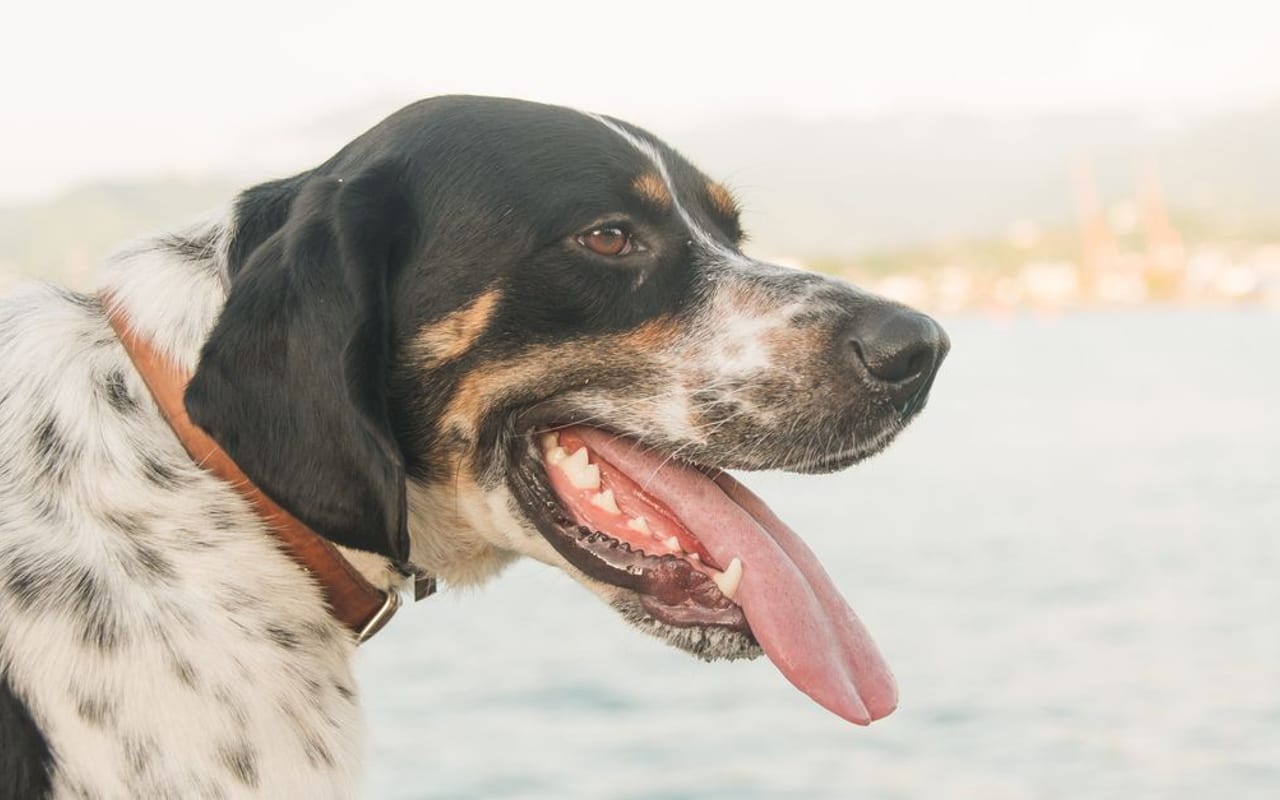 Hamiltonstovare dog breed portrait