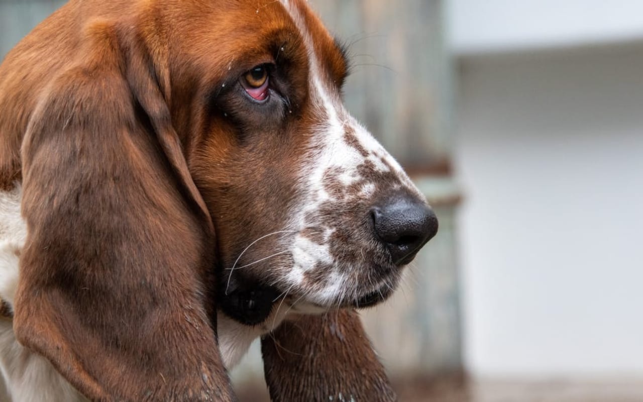 Hanoverian Scenthound