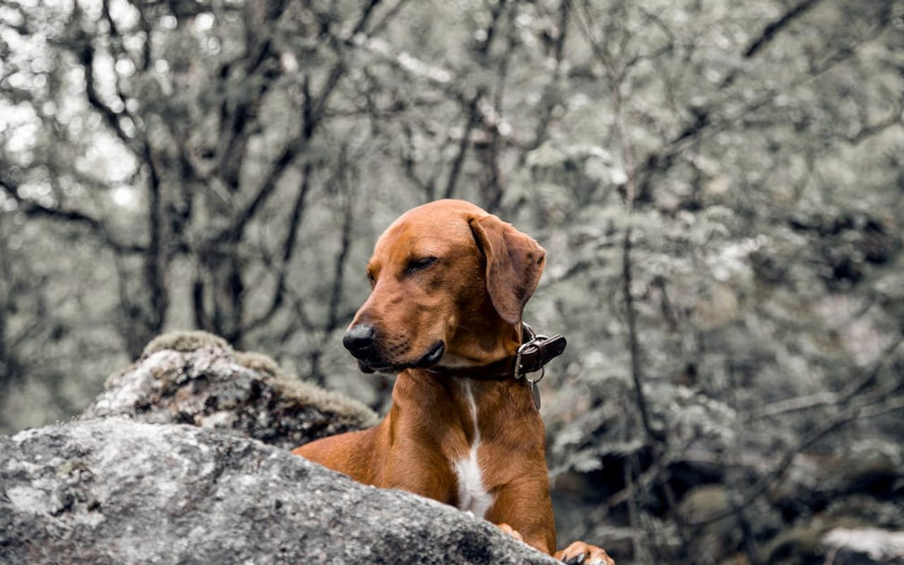 Hanoverian Scenthound — gallery 2