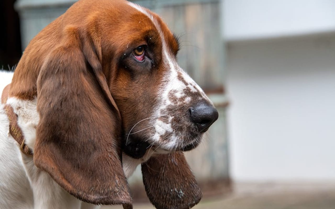 Hanoverian Scenthound — gallery 4
