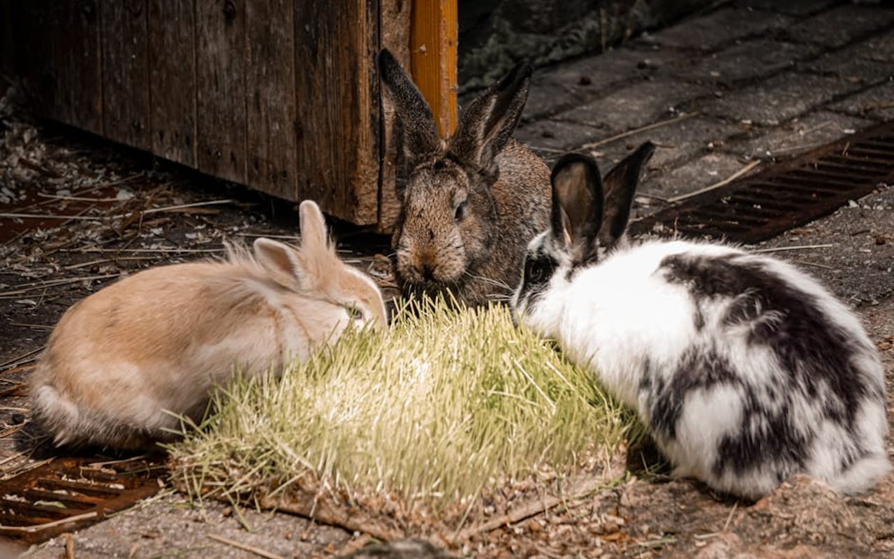 Harlequin Rabbit Care Guide