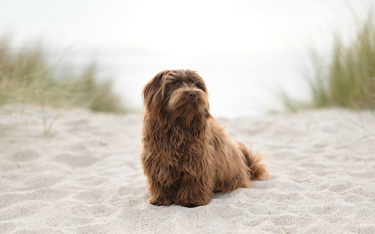 Havanese