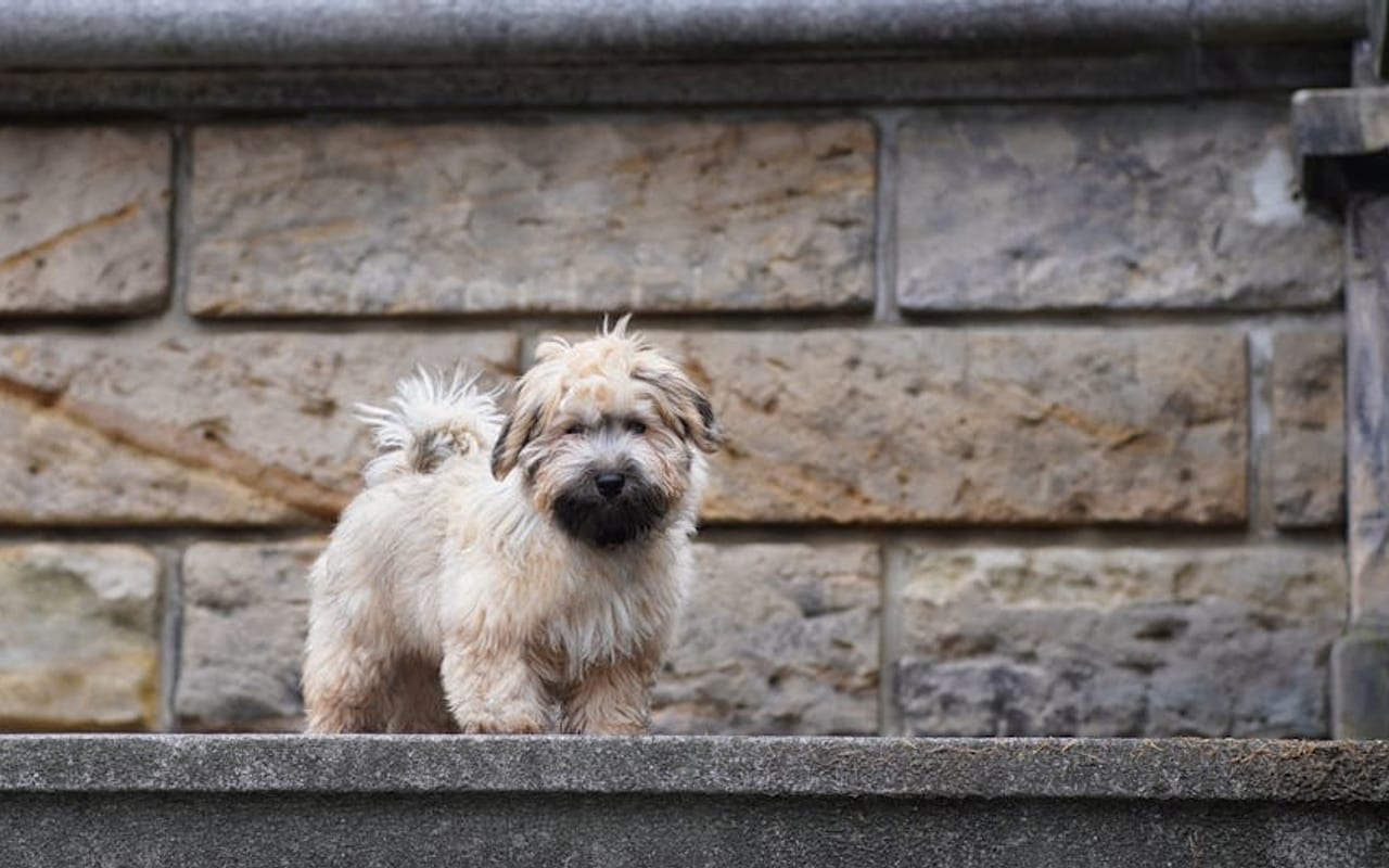 Havanese — gallery 4