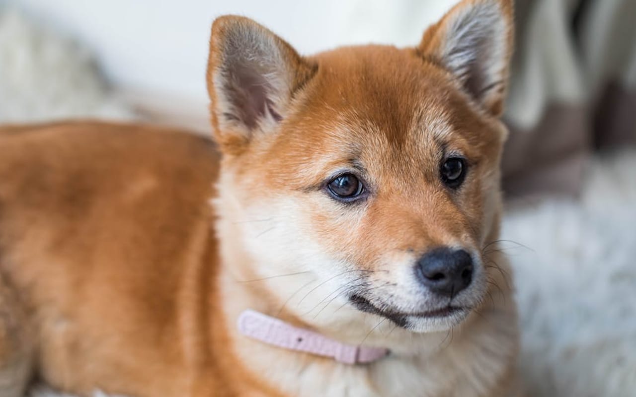 Hokkaido dog breed portrait