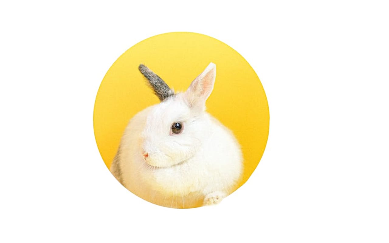 Hotot