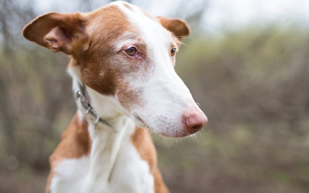 Ibizan Hound